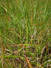 Eriophorum angustifolium
