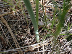 Calochortus macrocarpus