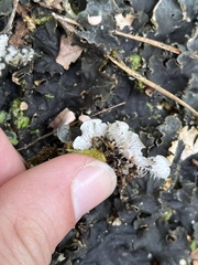 Peltigera polydactylon