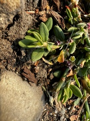 Polygonum arenastrum