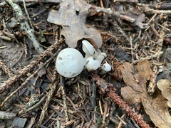 Leucocybe connata