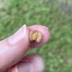 Disholcaspis quercusvirens