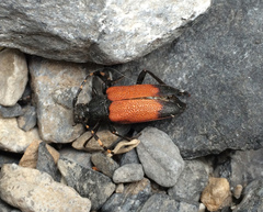 Stictoleptura canadensis
