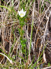 Gentiana douglasiana