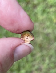 Disholcaspis quercusvirens