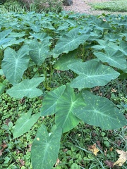 Colocasia