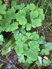 Aquilegia canadensis