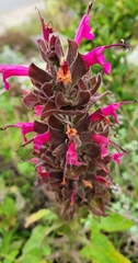 Salvia spathacea