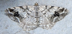 Macaria pinistrobata