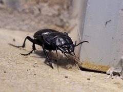 Pasimachus californicus