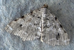 Macaria pinistrobata