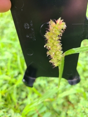 Cenchrus echinatus