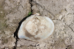 Truncilla truncata