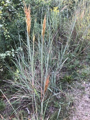 Sorghastrum