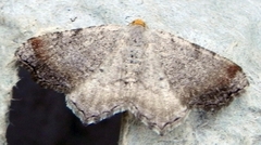 Macaria minorata
