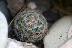 Mammillaria longiflora