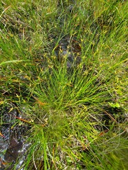 Carex pauciflora