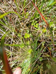 Coptis trifolia