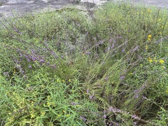 Liatris microcephala