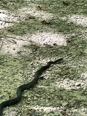 Pantherophis spiloides