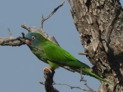 Thectocercus acuticaudatus