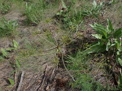 Lomatium