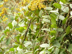 Geothlypis semiflava