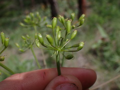 Lomatium