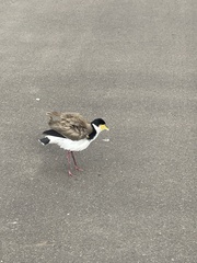 Vanellus miles novaehollandiae