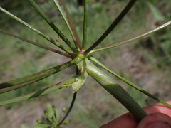 Lomatium