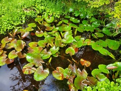 Nuphar polysepala