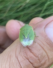 Chlorochroa persimilis