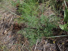 Lomatium