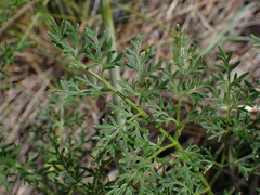 Lomatium