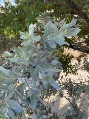 Conocarpus erectus