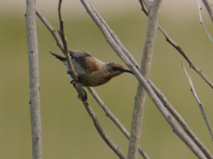 Chalcomitra fuliginosa