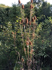 Dipsacus