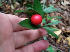 Ruscus aculeatus