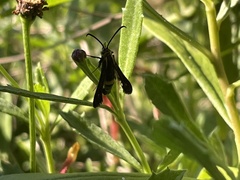 Carmenta pyralidiformis