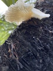 Marasmiellus