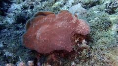 Callyspongia aculeata