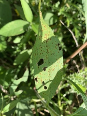 Puccinia helianthi
