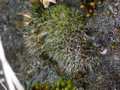 Grimmiaceae