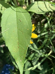 Puccinia helianthi