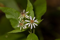 Symphyotrichum drummondii