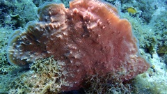 Callyspongia aculeata