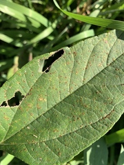 Puccinia helianthi