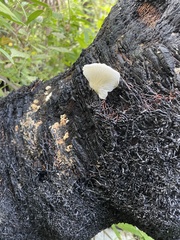Marasmiellus