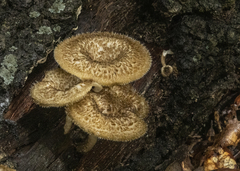 Lentinus crinitus