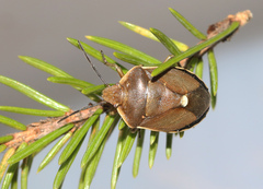Chlorochroa pinicola